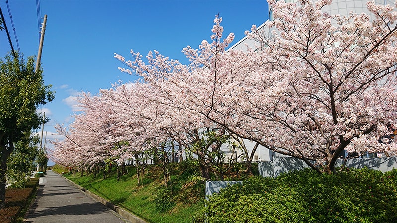 満開の桜と青空の写真