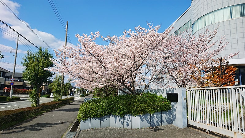 満開の桜と青空の写真